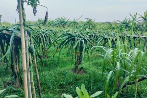 লক্ষ্মীপুরে ড্রাগন চাষ, চাহিদা মিটিয়ে বিক্রি হচ্ছে অন্যান্য জেলায়ও