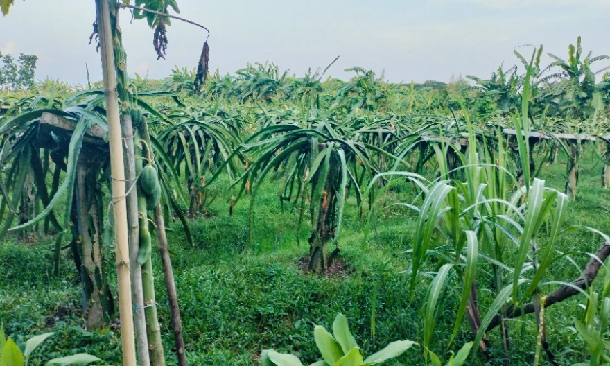 লক্ষ্মীপুরে ড্রাগন চাষ, চাহিদা মিটিয়ে বিক্রি হচ্ছে অন্যান্য জেলায়ও