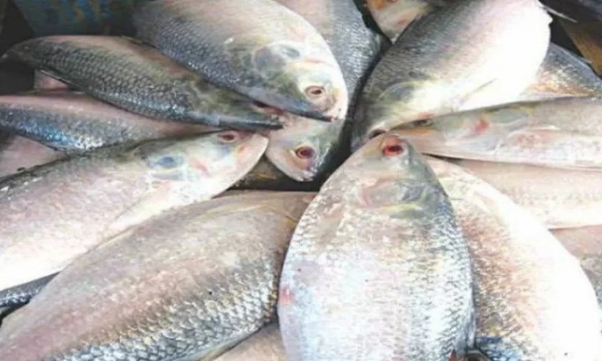 দুর্গাপূজায় ভারতে ৩ হাজার টন ইলিশ রপ্তানির অনুমোদন