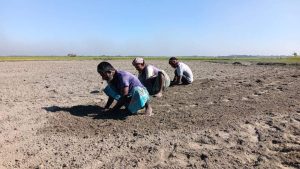 বন্যার ক্ষয়ক্ষতি কাটিয়ে ফের ফসলের মাঠে লক্ষ্মীপুরের কৃষকরা